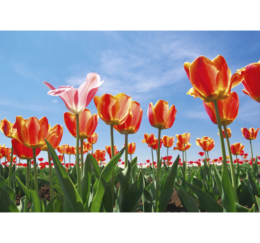 Mural de pared flores pradera de tulipanes vivos - TenVinilo