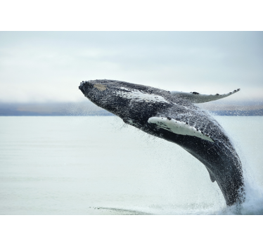 Fotomural animales ballena saltando - TenVinilo