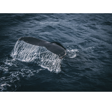Fotomural animales salpicadura de cola de ballena - TenVinilo