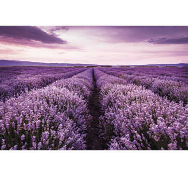 Mural de pared flores serenidad del campo de lavanda - TenVinilo