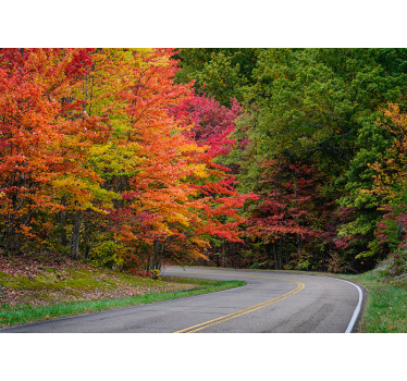 Papel pintado paisaje bosque de otoño - TenVinilo