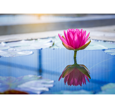 Fotomural zen flor de loto tranquilidad - TenVinilo