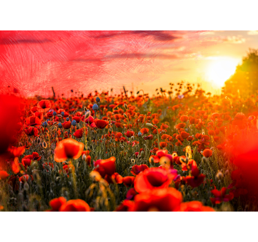 Fotomural de amapolas campo de amapolas al atardecer - TenVinilo