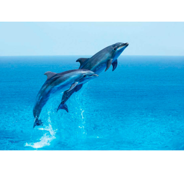 Fotomural animales delfines saltando juguetonamente - TenVinilo