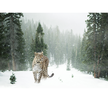 Fotomural animales paseo del leopardo nevado - TenVinilo