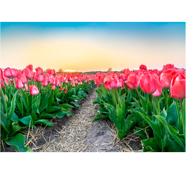 Fotomural de amapolas serenidad del campo de tulipanes - TenVinilo