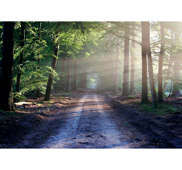 Fotomural bosque camino iluminado por el bosque - TenVinilo