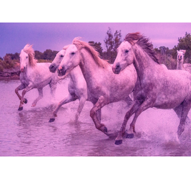 Fotomural animales caballos blancos al galope - TenVinilo