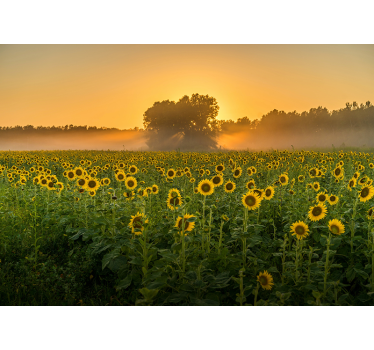Mural de pared flores campo de girasoles al atardecer - TenVinilo