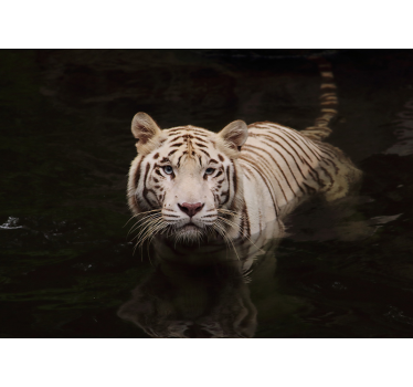 Fotomural animal mirada de tigre blanco - TenVinilo
