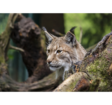 Fotomural animales lince en la naturaleza - TenVinilo