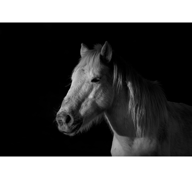 Fotomural animales majestuoso retrato de caballo - TenVinilo
