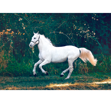 Fotomural animales equino blanco regio - TenVinilo