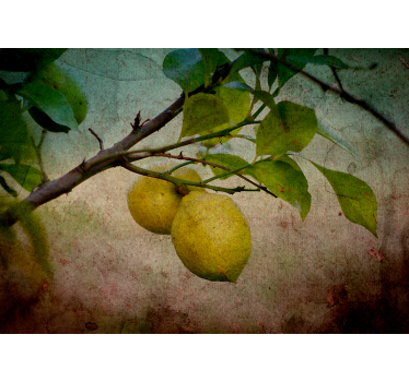 Fotomural naturaleza rama de limón - TenVinilo