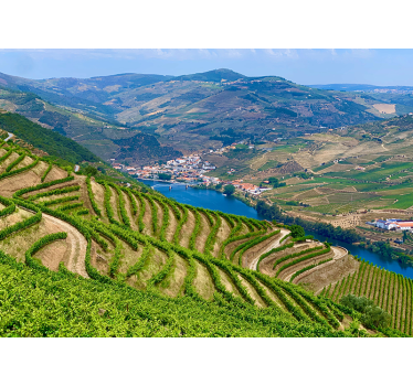 Papel pintado paisaje valle del viñedo río - TenVinilo