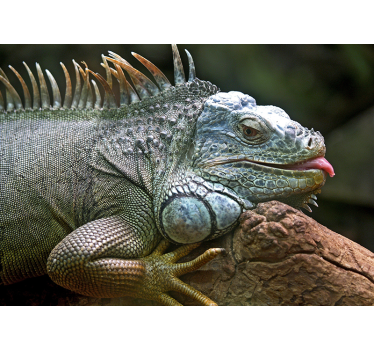 Fotomural animales iguana majestuosa en primer plano - TenVinilo