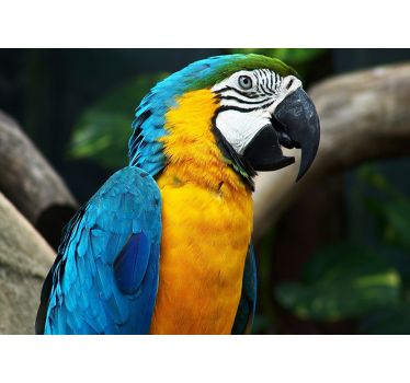 Fotomural animales retrato de guacamayo - TenVinilo