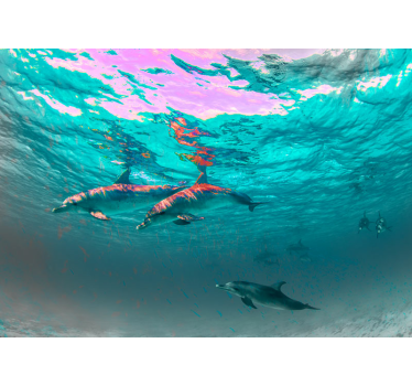 Fotomural animales delfines nadando juguetonamente - TenVinilo