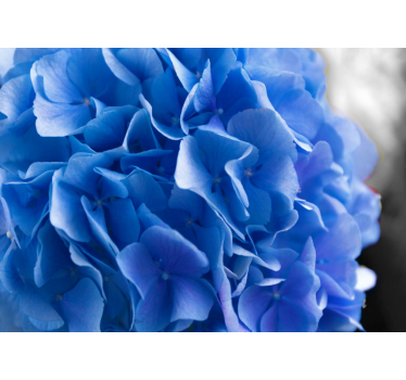 Mural de pared flores hortensias azules - TenVinilo