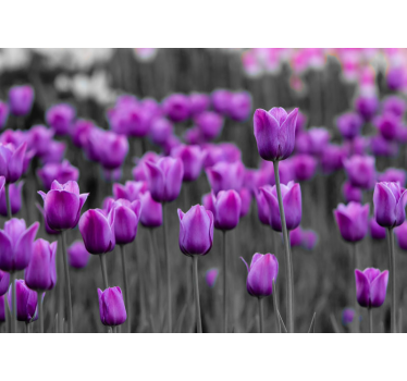 Fotomural diente de león flores de tulipán morado - TenVinilo