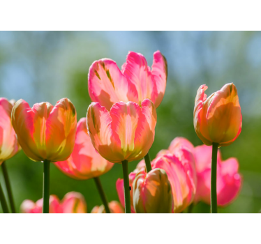 Fotomural de amapolas grandes tulipanes rosados - TenVinilo