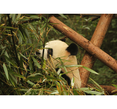 Fotomural animales panda entre bambú - TenVinilo