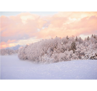 Fotomural naturaleza paisaje de bosque nevado - TenVinilo