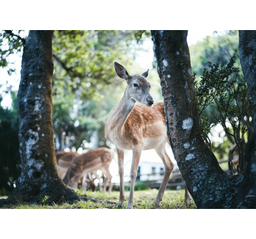 Fotomural animales encuentro con ciervos elegantes - TenVinilo