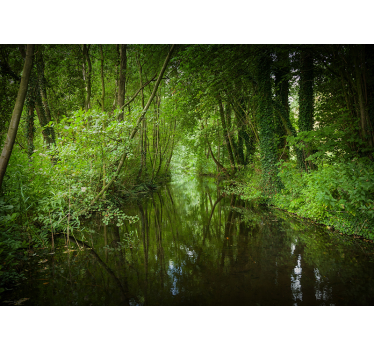 Fotomural naturaleza camino de vegetación encantadora - TenVinilo