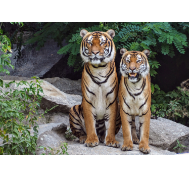 Fotomural animales tigres majestuosos - TenVinilo