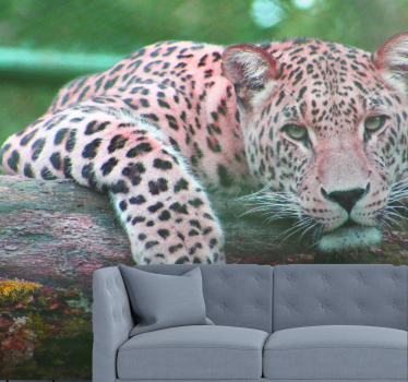 Fotomural animales leopardo descansando graciosamente - TenVinilo
