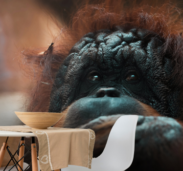 Fotomural animales mirada reflexiva del orangután - TenVinilo