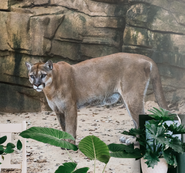 Fotomural animales puma en su hábitat - TenVinilo