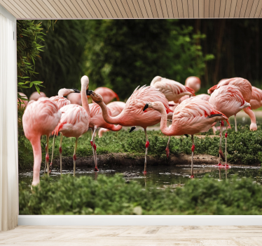 Fotomural animales reunión de flamencos - TenVinilo