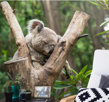 Fotomurales africanos Adorable koala durmiendo - TenVinilo