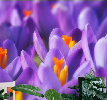 Mural de pared flores crocus morados en flor - TenVinilo