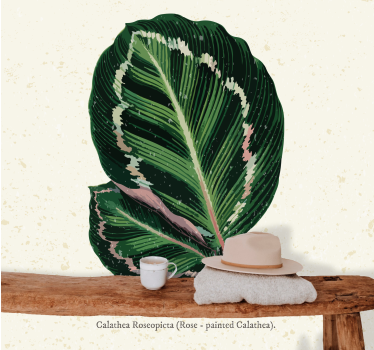 Mural de pared flores exhibición de hojas calathea - TenVinilo