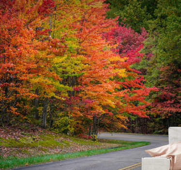 Papel pintado paisaje bosque de otoño - TenVinilo