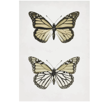 Poster vintage con mariposas - TenVinilo