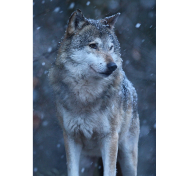 Póster juvenil lobo en la nieve - TenVinilo