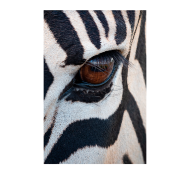 Poster animales ojo de cebra - TenVinilo