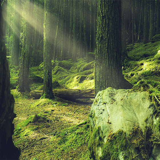Poster para salón rocas con musgo en el bosque - TenVinilo