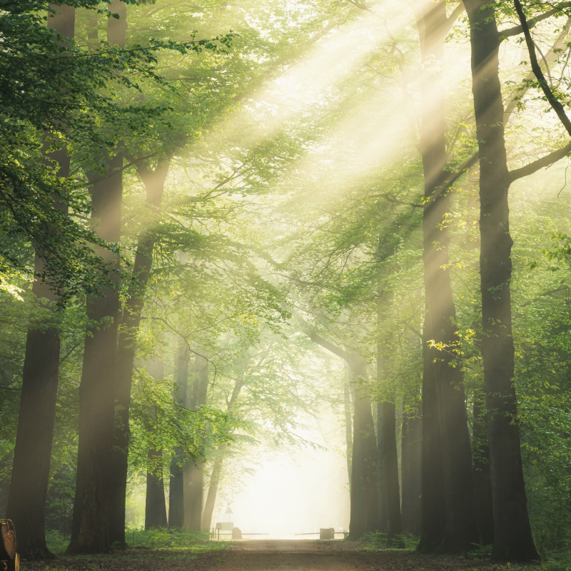 Poster para salón bosque verde con el sol - TenVinilo