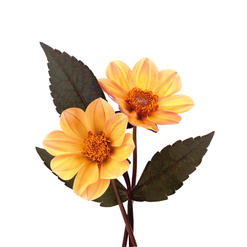 Lámina decorativa flores dos flores - TenVinilo