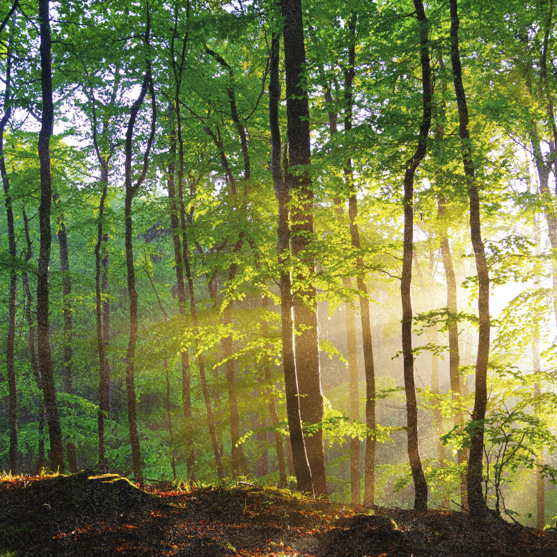 Poster árboles luz natural en el bosque - TenVinilo