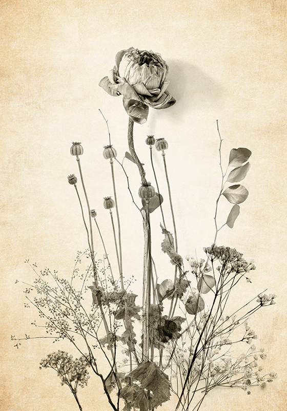 Poster plantas ramo de flores sobre fondo beige - TenVinilo
