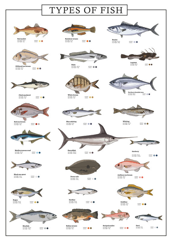 Póster decorativo tipos de peces - TenVinilo