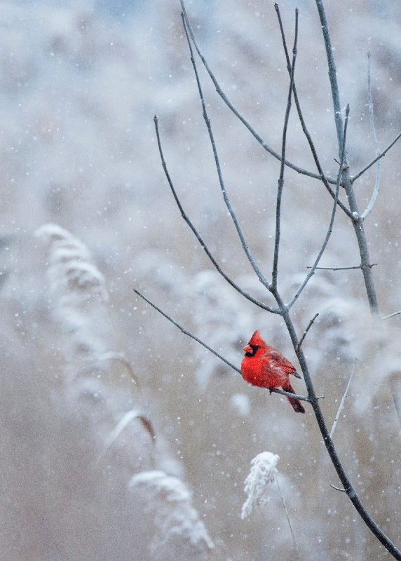 Póster paisaje nevado pájaro de navidad - TenVinilo