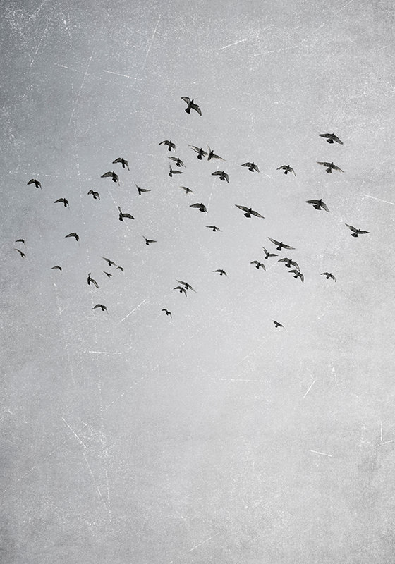 Poster bandada de pájaros volando - TenVinilo