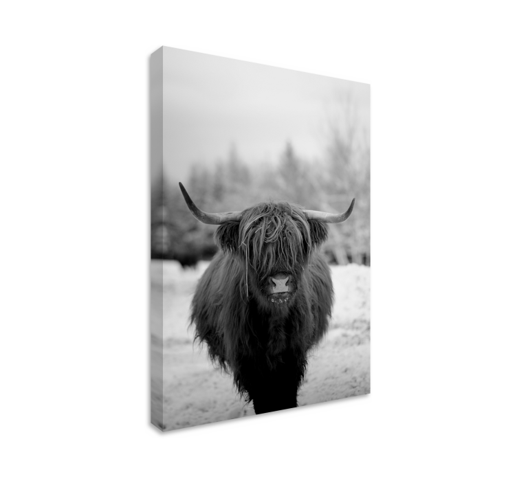 Cuadro animales retrato de vaca highlander - TenVinilo